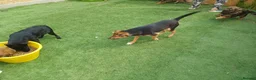 Mixed Breed dogs for adoption: 🐾🧡 ROCCO – A FRIENDLY BOY FULL OF CHARACTER 🧡🐾 - Advert 28