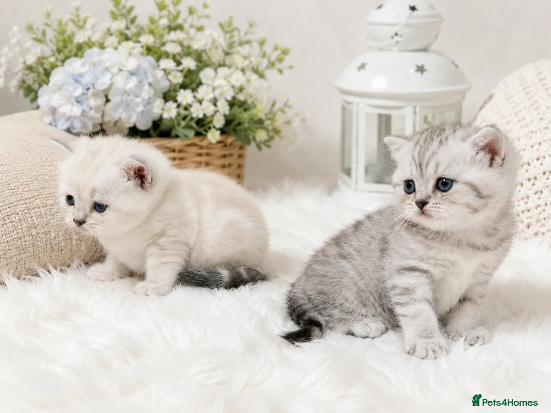British Shorthair cats for sale: Champion British shorthair GCCF boy x1 girl x 1 - Advert 2
