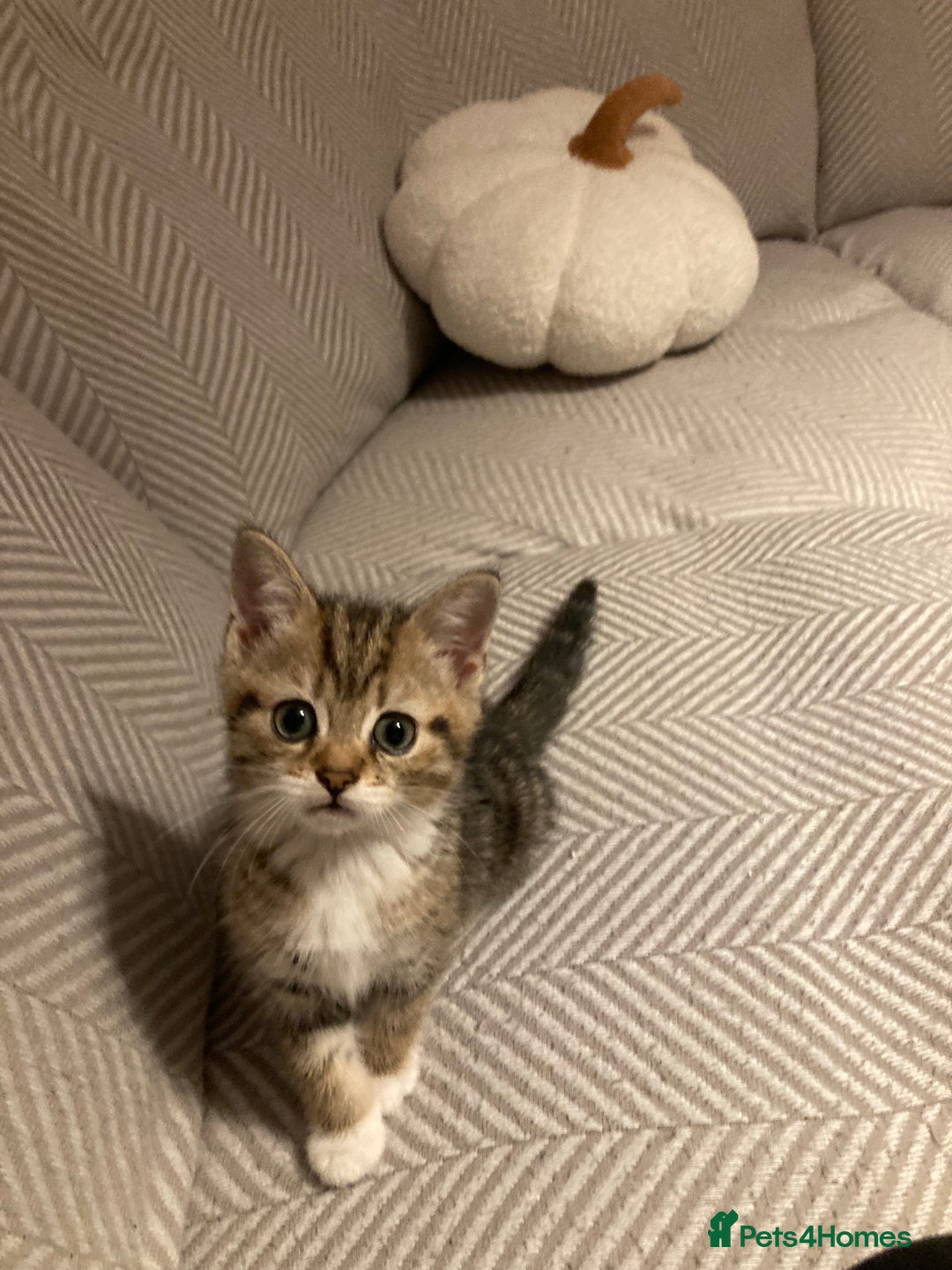 British Shorthair cats for sale: 2 beautiful fluffy kittens - Advert 5