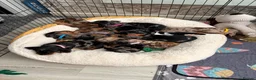 Miniature Dachshund dogs for sale: Miniature Dachshund puppies  in Thornton-Cleveleys - Advert 1