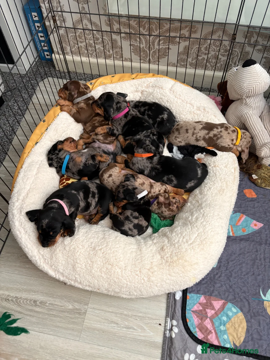 Miniature Dachshund dogs for sale: Miniature Dachshund puppies  in Thornton-Cleveleys - Advert 1