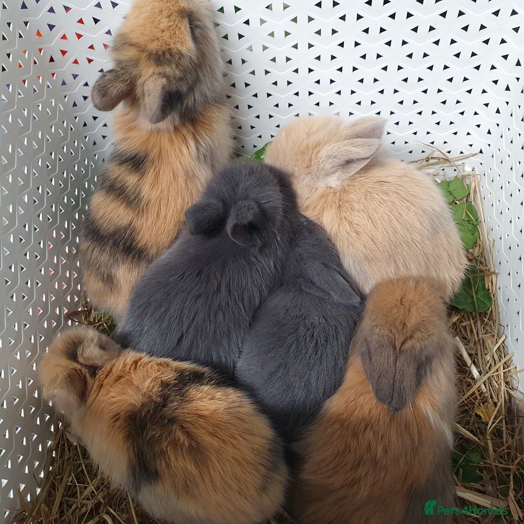 Lionhead rabbits for sale: Baby bunny's  - Advert 18