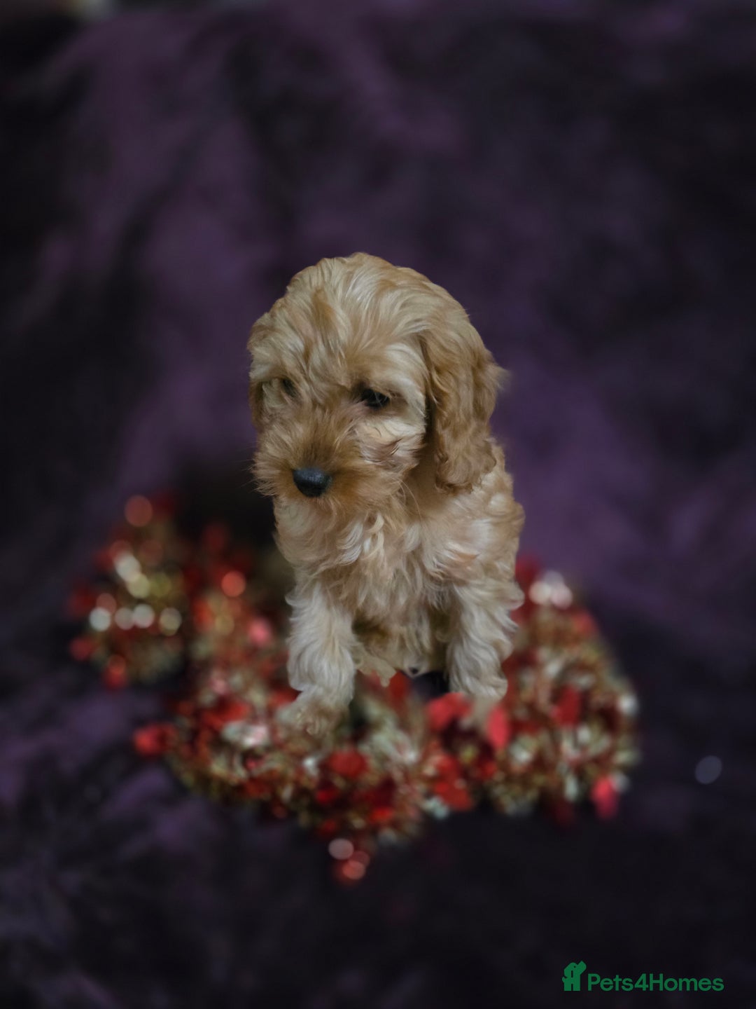 Cavapoo dogs for sale: For sale  - Advert 16