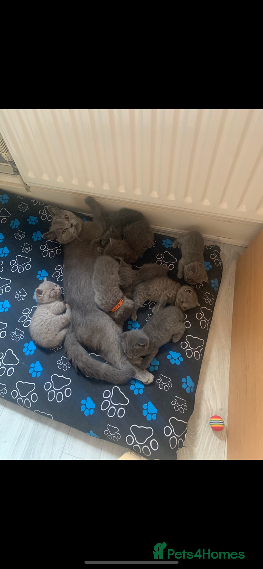 British Shorthair cats for sale: British shorthair kittens - Image 8