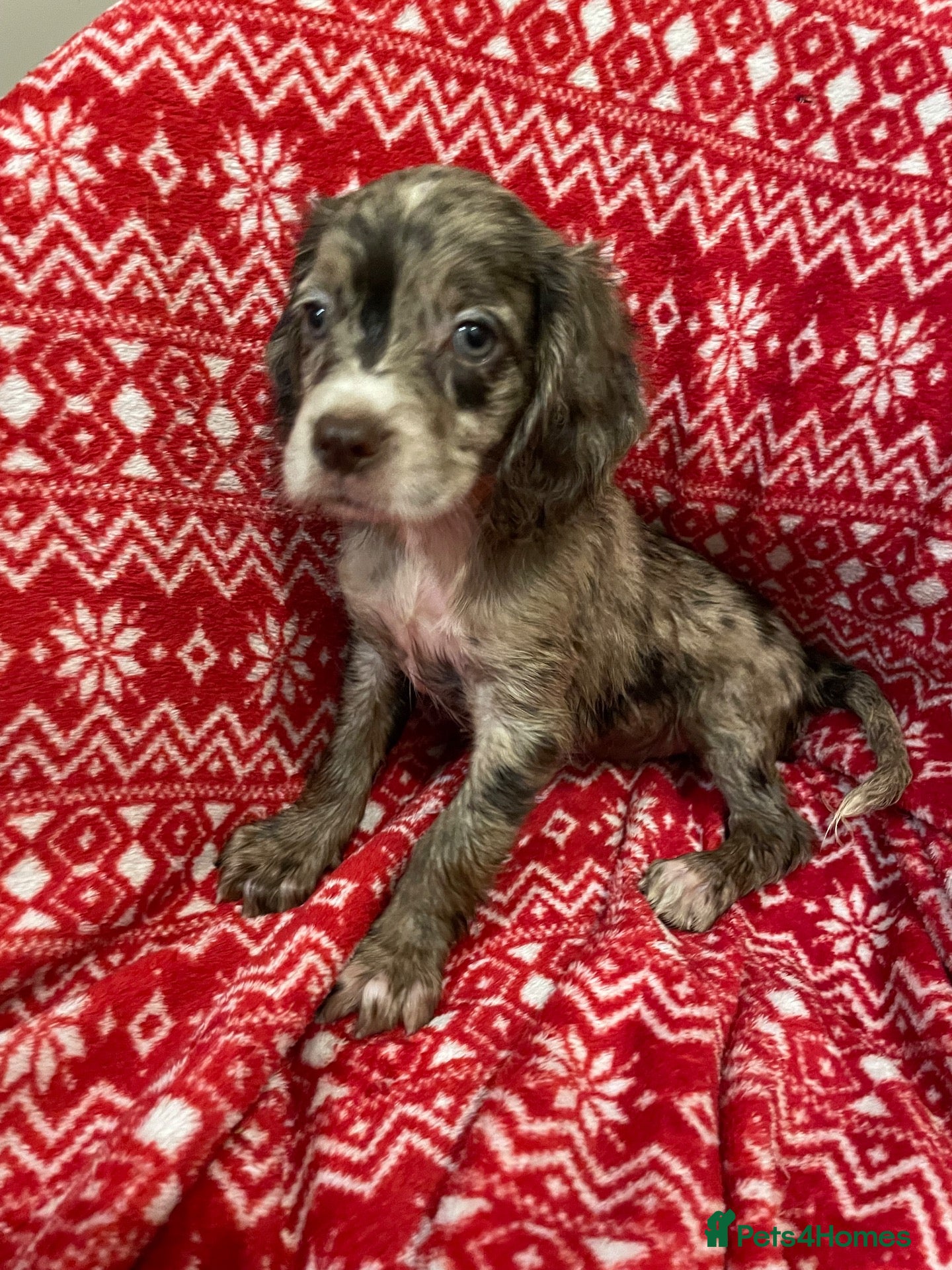 Cocker Spaniel dogs Working Cocker spaniel puppy 28.09 available  - Advert 14
