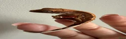 Gecko reptiles for sale: Baby crested gecko’s  - Advert 17