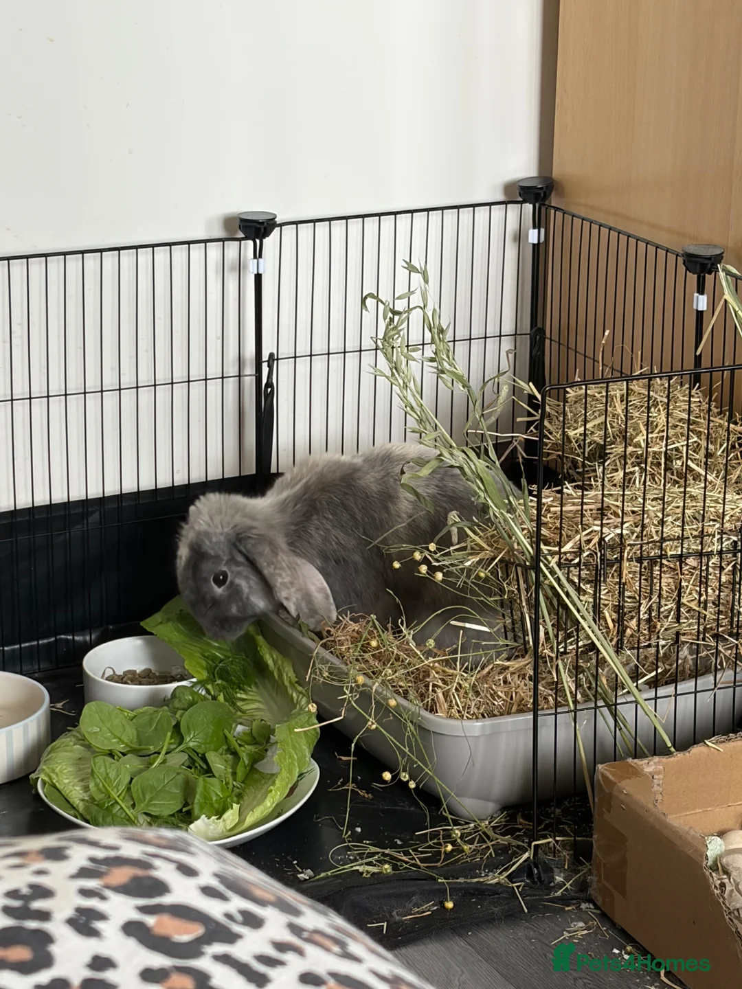 Mini Lop rabbits for sale: grey mini lop bunny  - Advert 6