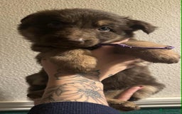 German Shepherd dogs for sale: Beautiful straight back German Shepherds  - Image 25