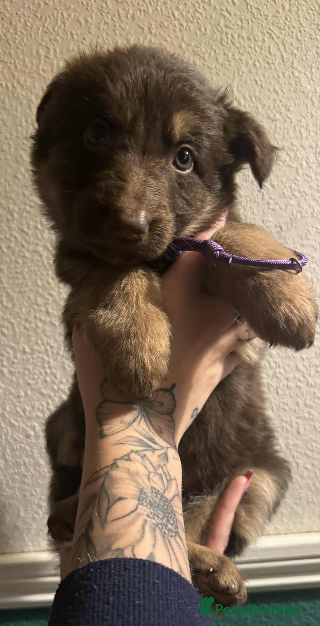 German Shepherd dogs for sale: Beautiful straight back German Shepherds  - Image 25