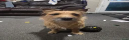 Mixed Breed dogs for sale: Jack Russell mixed breed puppies - Advert 6