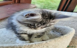 Maine Coon cats for sale: Stunning maine coon kittens - Image 19