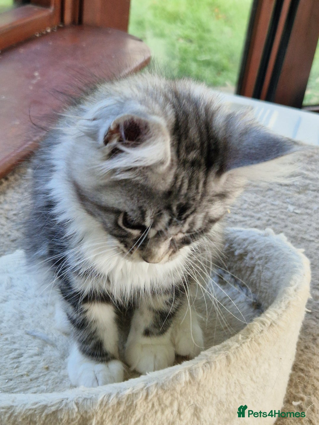 Maine Coon cats for sale: Stunning maine coon kittens - Image 19