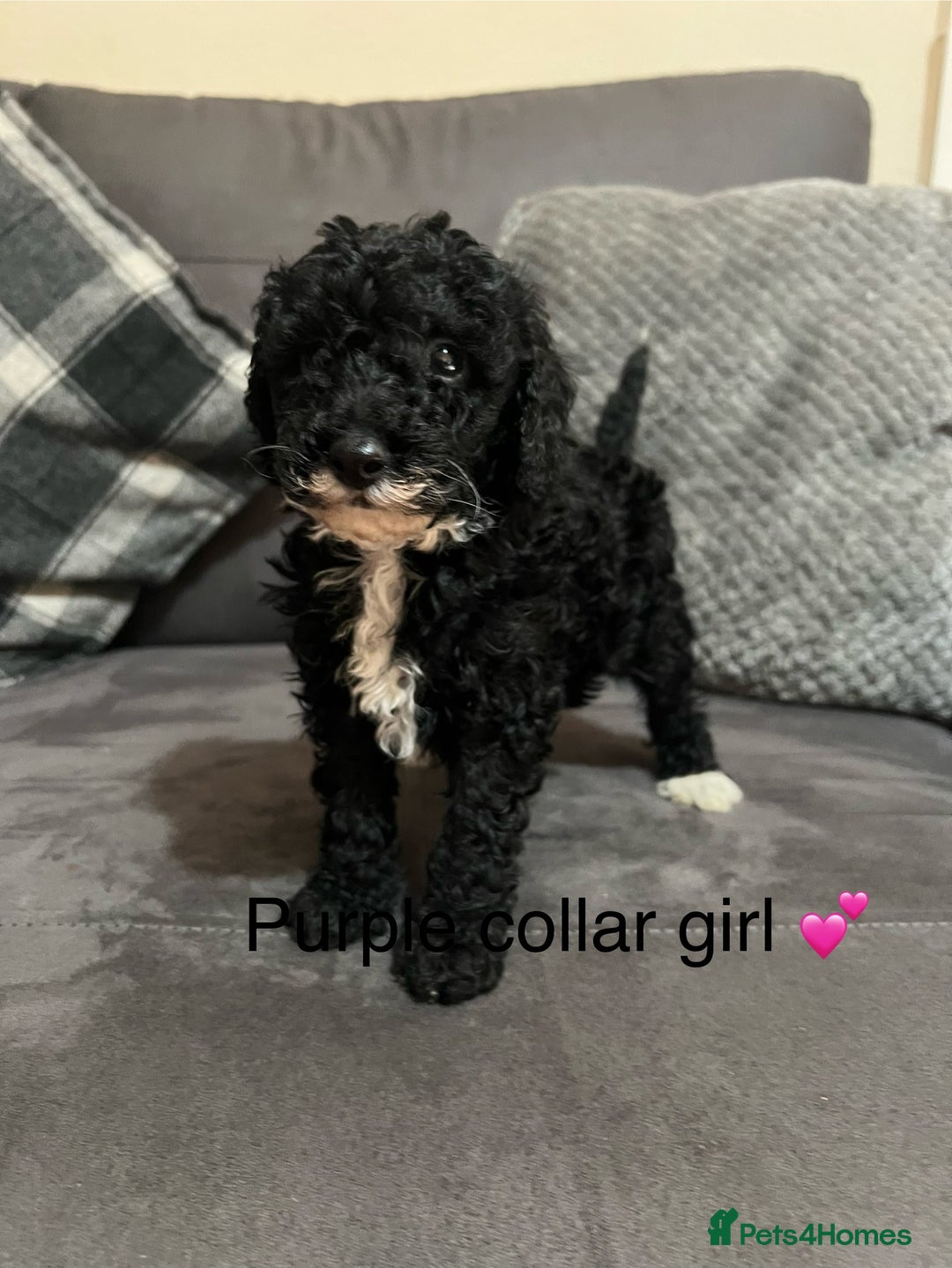 Miniature Poodle dogs for sale: 3 miniature poodles remaining  - Image 7