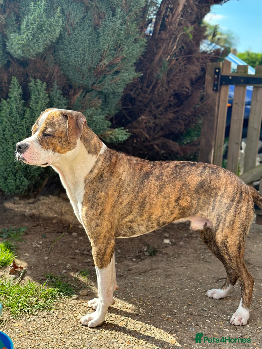Mixed Breed dogs for sale: Boxer X Staff - Advert 4