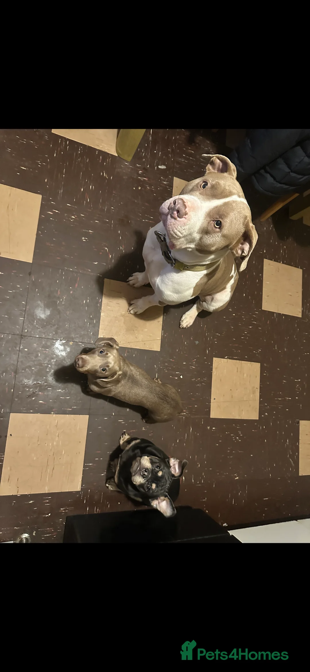 Miniature Dachshund dogs for stud: Mini dachshund stud - Advert 3