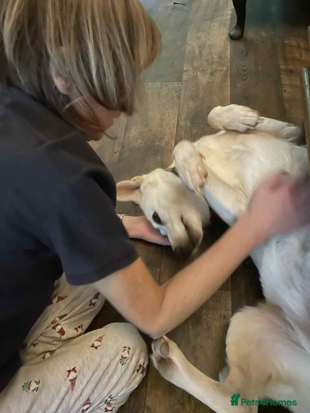 German Shepherd dogs for adoption: Asha needs a loving home  - Advert 7