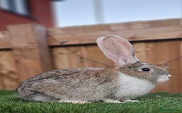 Continental Giant rabbits for sale: Continental Giant  - Image 3