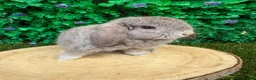 Mini Lop rabbits for sale: 🥰😍Stunning purebred mini lops ready now 🥰😍 - Advert 6