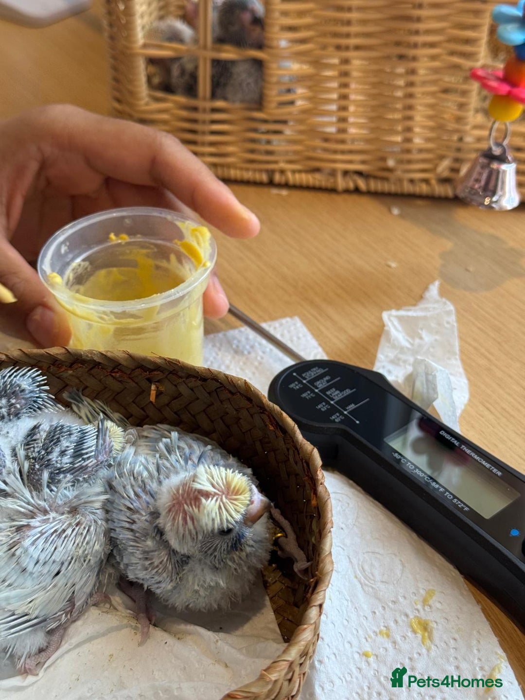 Budgerigars birds for sale: Rainbow ,hagoromo baby budgies hand tamed & reared - Advert 7