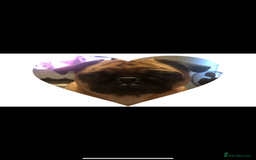 Pug dogs for sale: Chunky pug pups  - Advert 2