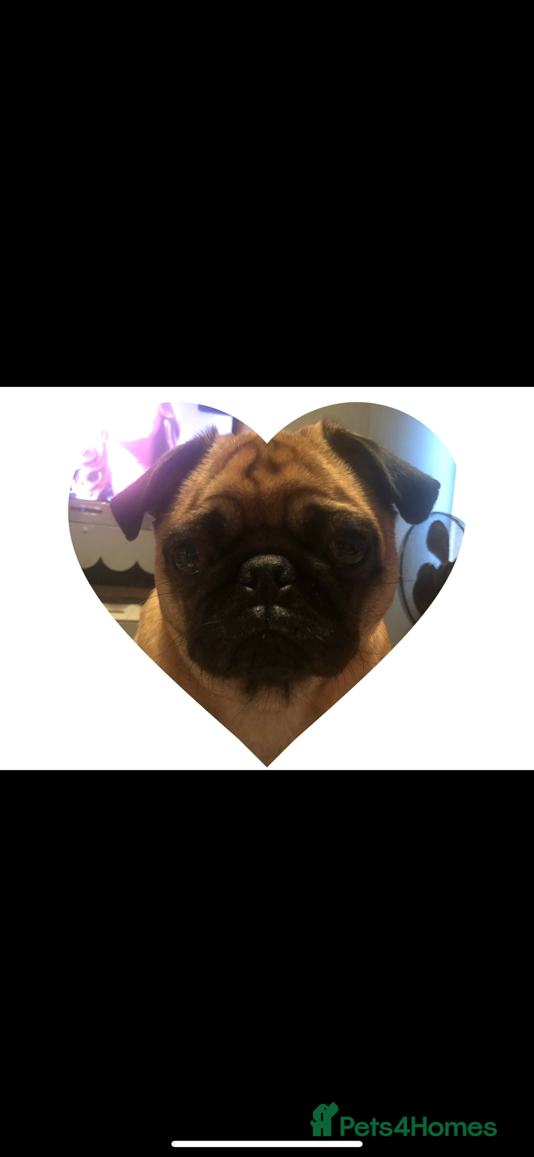 Pug dogs for sale: Chunky pug pups  - Advert 2