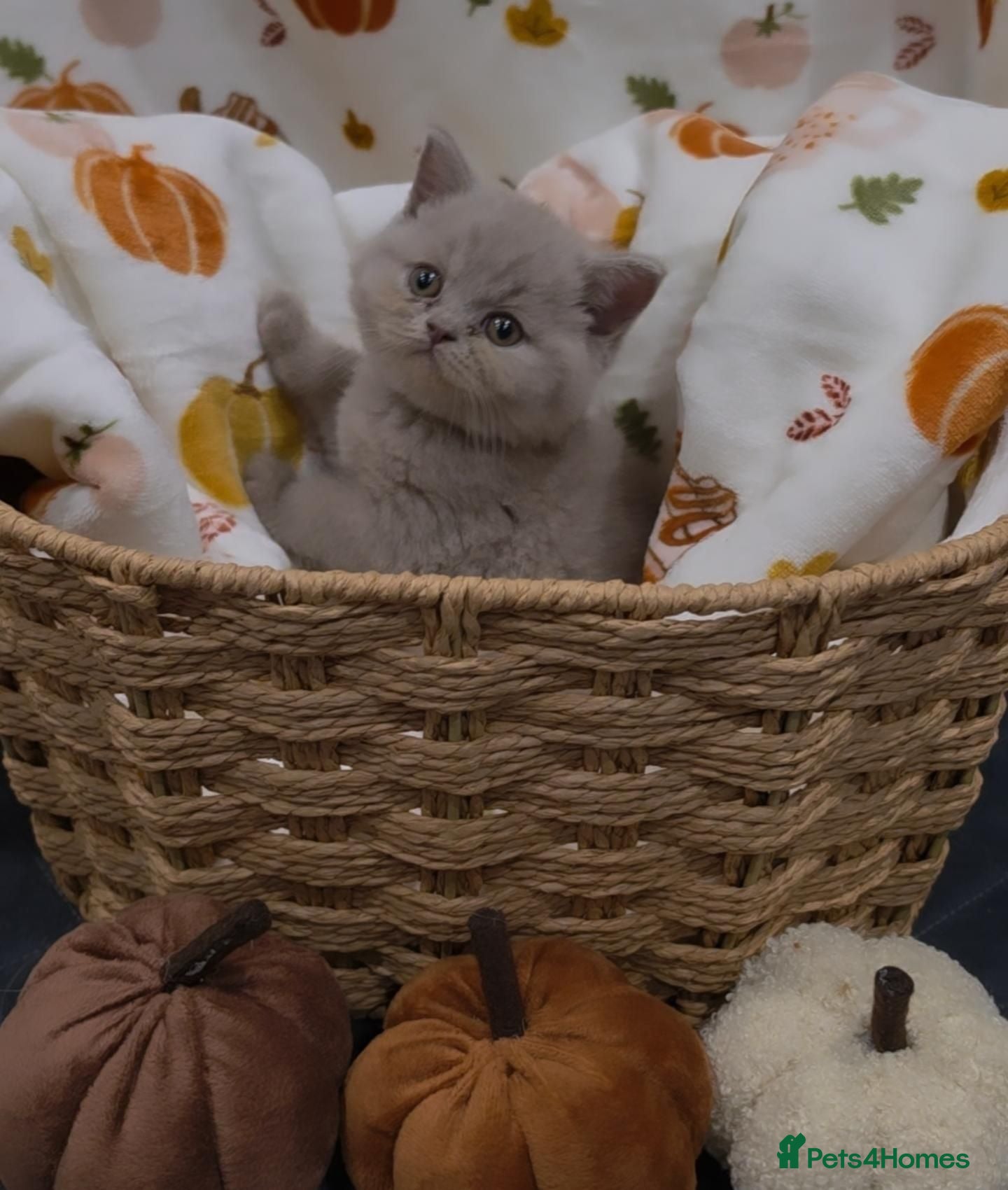 British Shorthair cats Beautiful blue/ lilac British shorthair kittens  - Advert 1