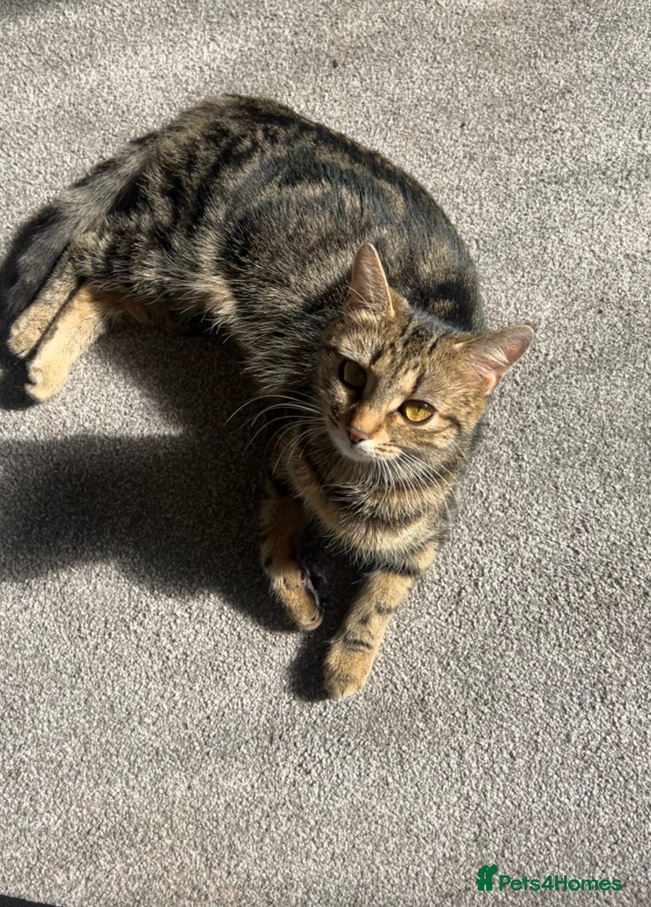 Mixed Breed cats Kittens for sale! - Advert 5