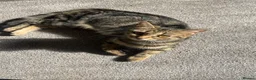 Mixed Breed cats for sale: Kittens for sale! - Advert 1