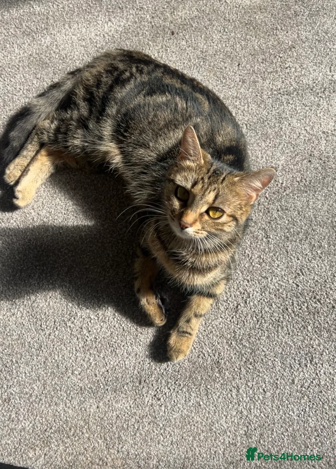Mixed Breed cats for sale: Kittens for sale! - Advert 1