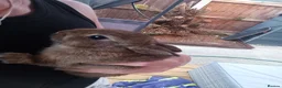 Mixed Breed rabbits for sale: Beautiful baby bunny for sale - Advert 7
