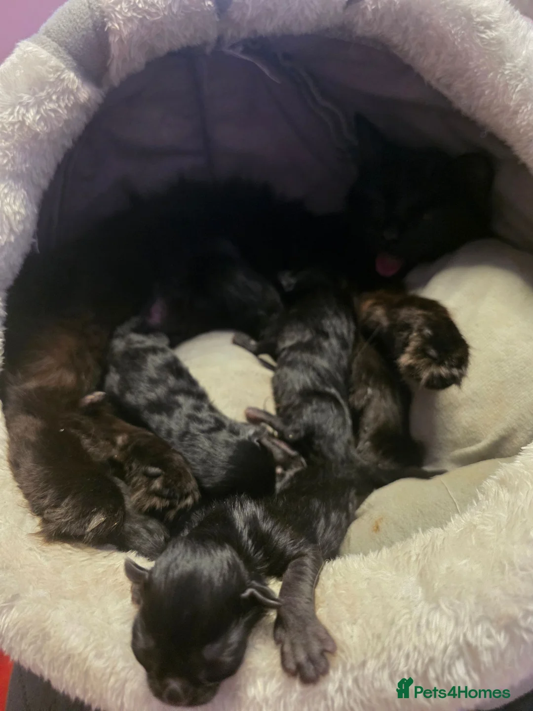 Mixed Breed cats for sale: Full black kittens - Advert 10