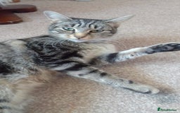 Mixed Breed cats for sale: Kittens for sale - Image 6