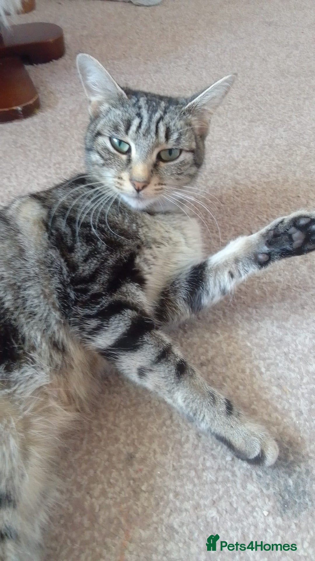 Mixed Breed cats for sale: Kittens for sale - Image 6