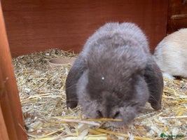 Mini Lop rabbits Mini lops for sale - Advert 5