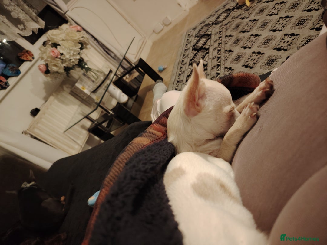 Chihuahua dogs for sale: Deer head chihuahua  - Advert 15