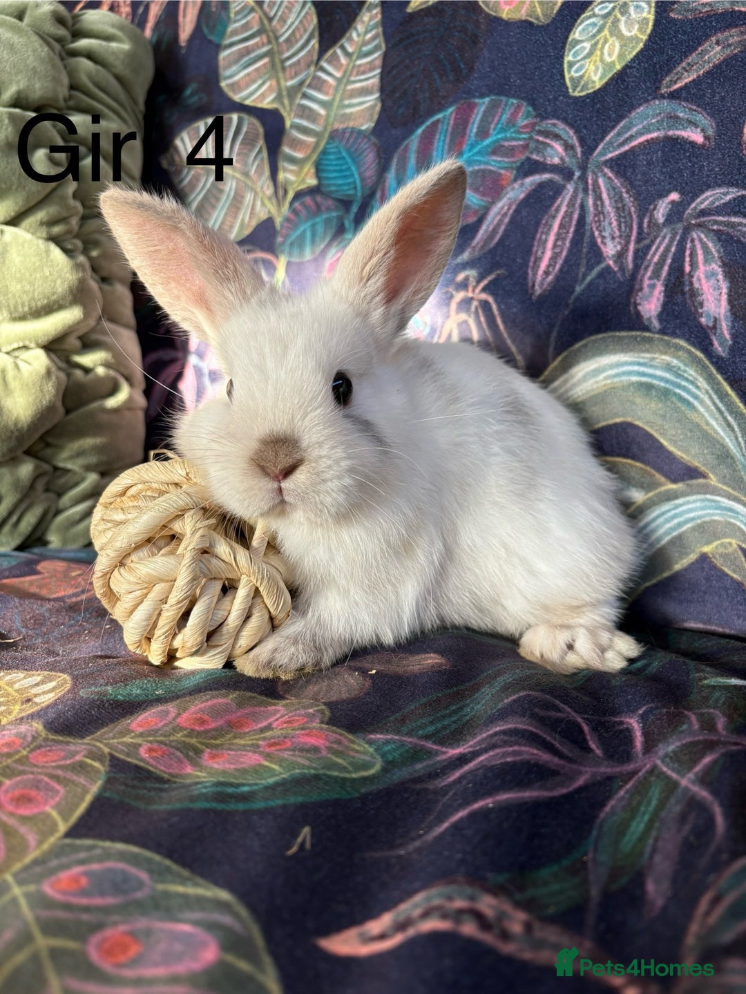 Netherland Dwarf rabbits for sale: Beautiful friendly Netherland Dwarfs (vaccinated) - Advert 6