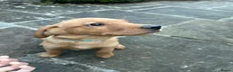Labrador Retriever dogs for sale: ⭐️READY TO LEAVE NOW kcregistered Labrador puppies - Advert 18