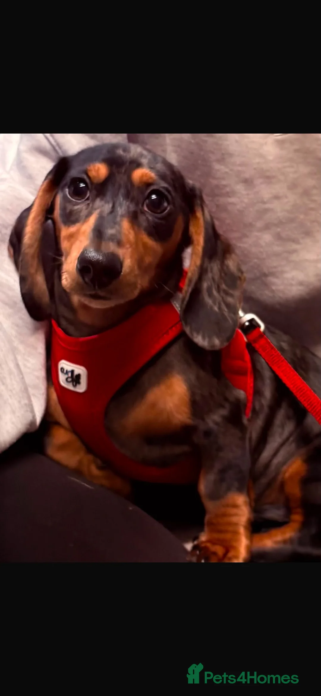 Miniature Dachshund dogs for stud: Miniature Dashshund Stud - Advert 1