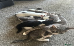 Mixed Breed cats for sale: 5 beautiful mixed breed kittens!! - Image 6