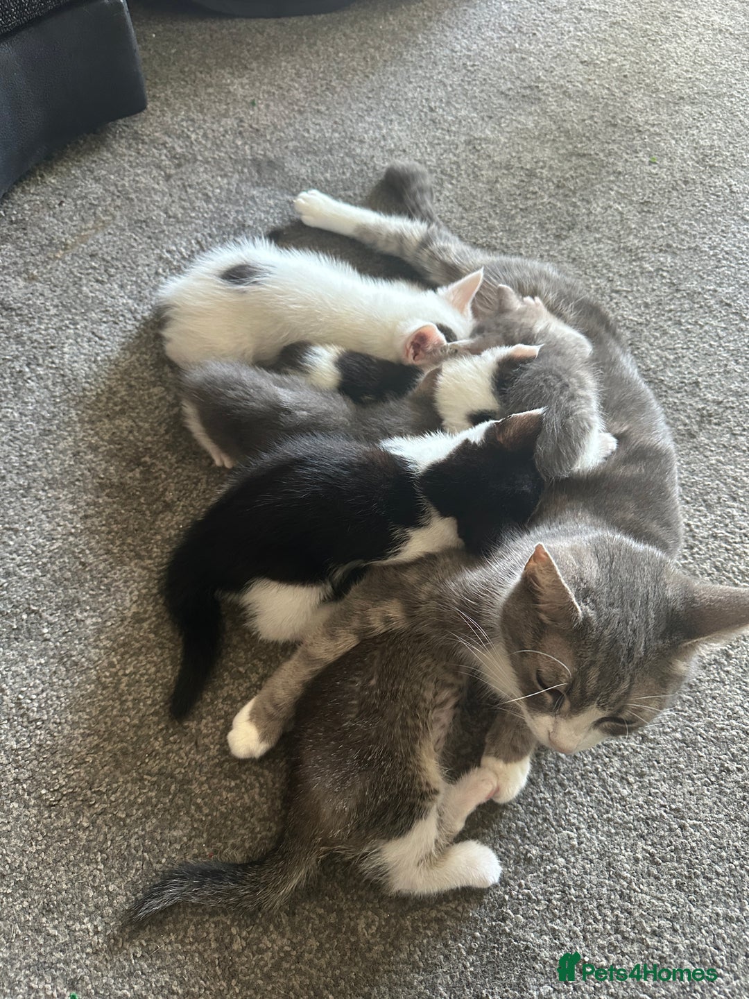 Mixed Breed cats for sale: 5 beautiful mixed breed kittens!! - Image 6