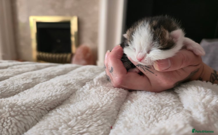 Mixed Breed cats - Advert 15