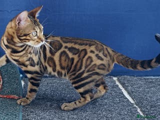 Bengal cats Superb Bengal Girl Active Registered - Advert 12