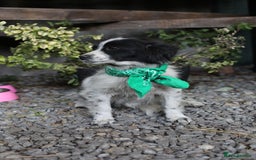 Mixed Breed dogs for adoption: 💖🐶 LOLLY & JOLIE 🐶💖 - Image 8