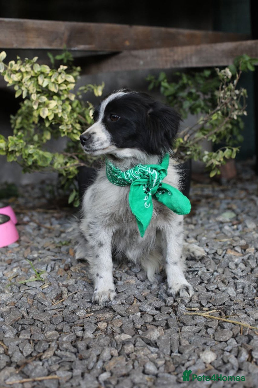 Mixed Breed dogs for adoption: 💖🐶 LOLLY & JOLIE 🐶💖 - Image 8