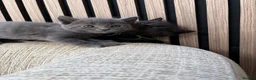 Mixed Breed cats for sale: Maine coon cross kittens ready for new homes - Advert 14