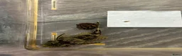 Plecos fish for sale: Bristlenose pleco male in Havant - Advert 1