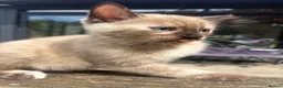 Bengal cats for sale: 4 adorable rare snow dolls ready to go in Bexhill-on-Sea - Advert 3
