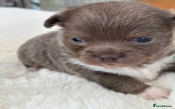 Chihuahua dogs for sale: Beautiful chihuahua pups! Long and short haired!! - Image 13