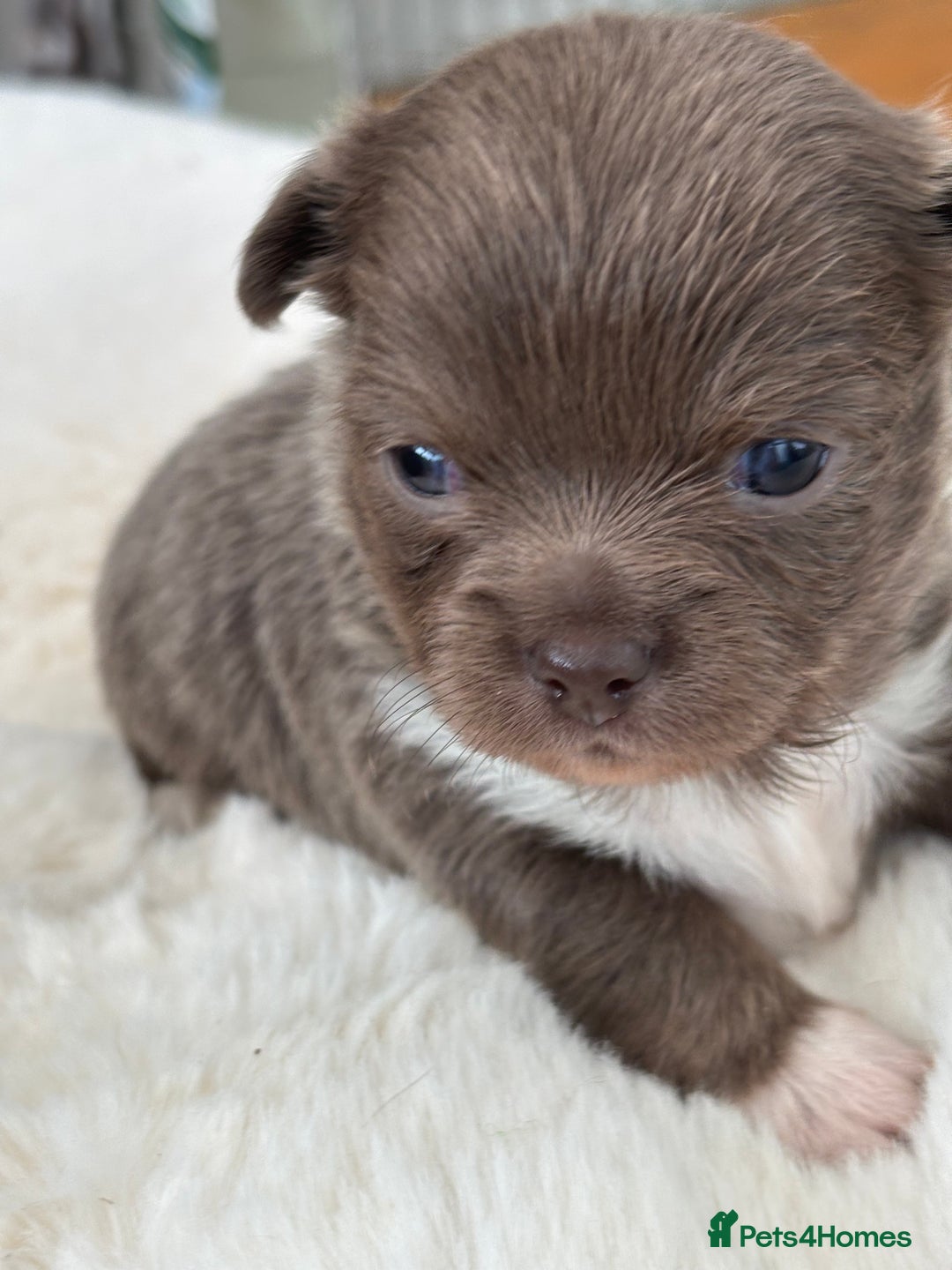 Chihuahua dogs for sale: Beautiful chihuahua pups! Long and short haired!! - Image 13