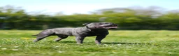 Staffordshire Bull Terrier dogs for stud: Blue staffy stud health tested  in Annan - Advert 2